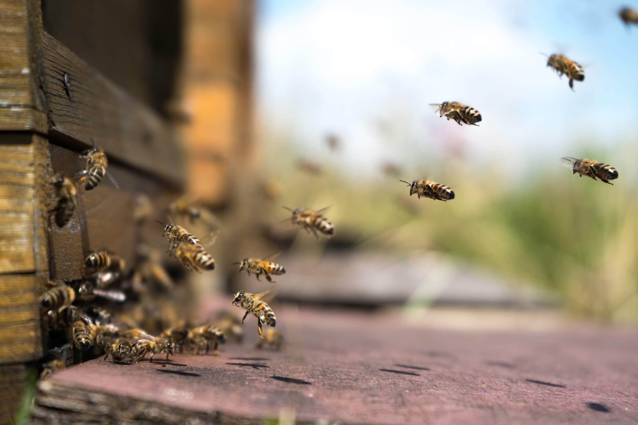 Peru erkennt Rechte der Bienen an: ein historischer Schritt